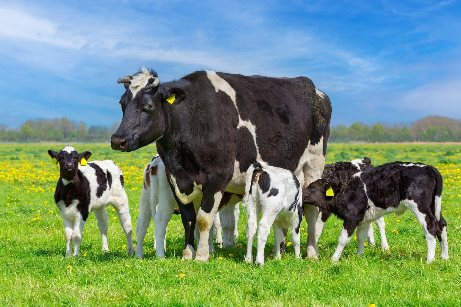Organic Cow