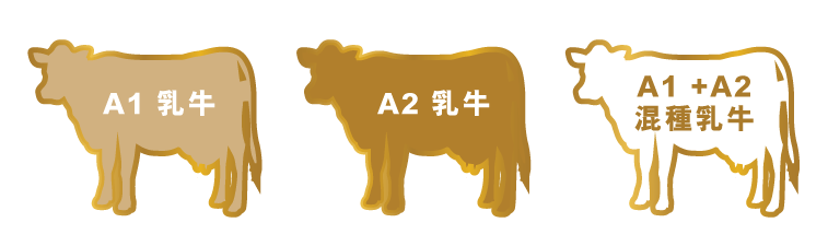 A2Cow