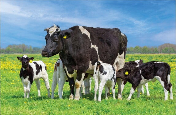 OrganicCow OrganicCow